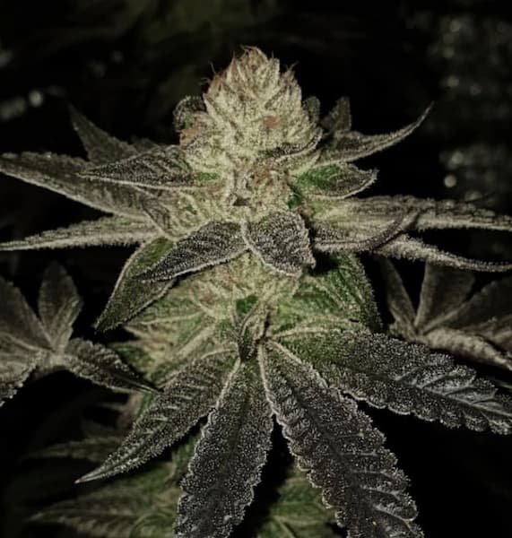 Wedding Cake S1 Seed > Pheno Finder Seeds | Feminized Cannabis   |  Indica
